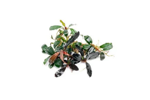 Bucephalandra Mini (Assorted).