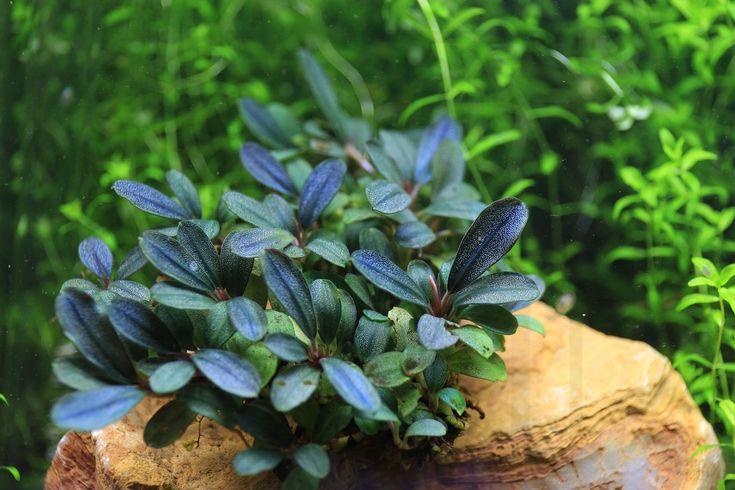 Bucephalandra Mini (Assorted).