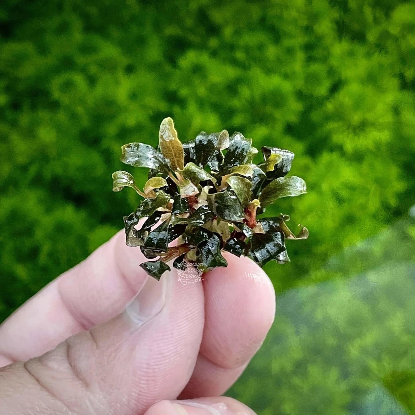 Bucephalandra Mini (Assorted).
