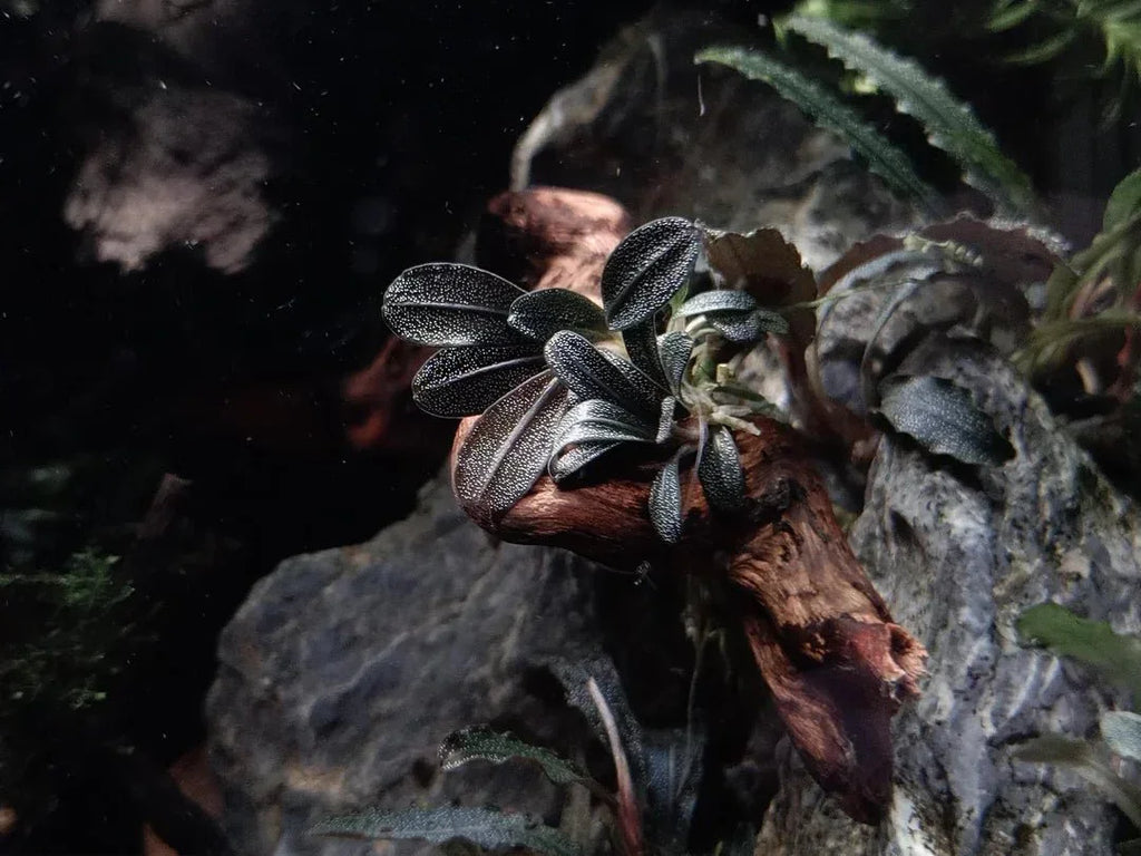 Bucephalandra Mini (Assorted).