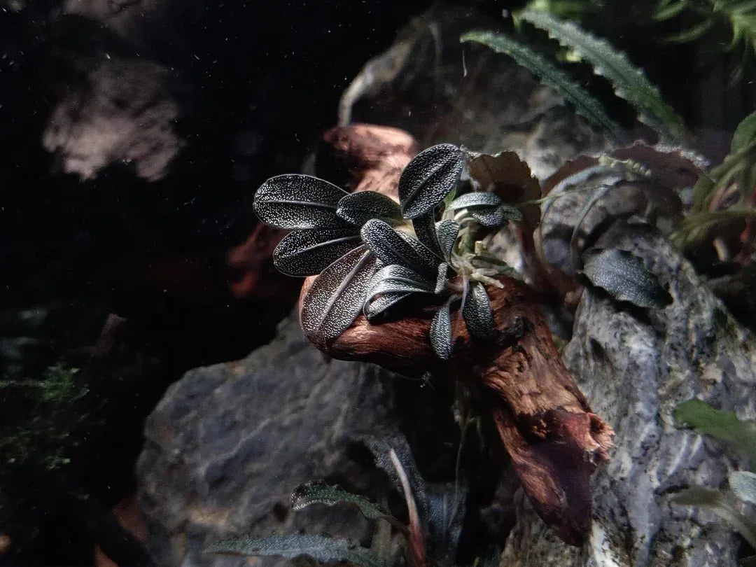 Bucephalandra Mini (Assorted).