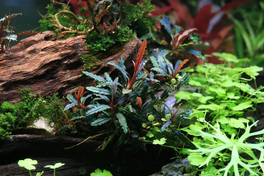 Bucephalandra Red Velvet (Super Rare).