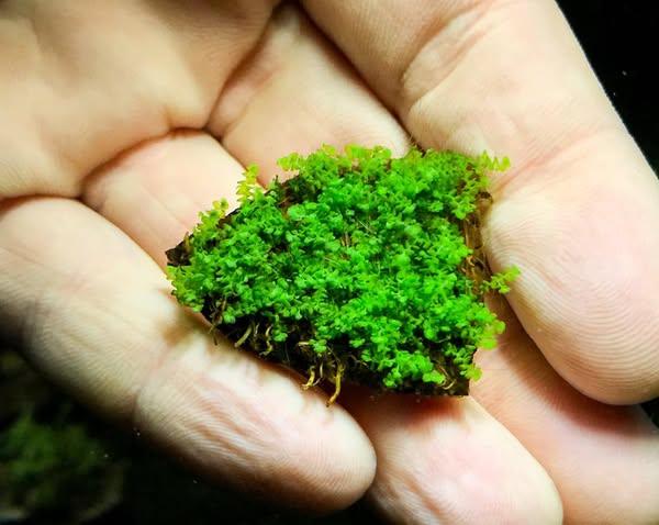 Bucephalandra Moss (Very Rare).