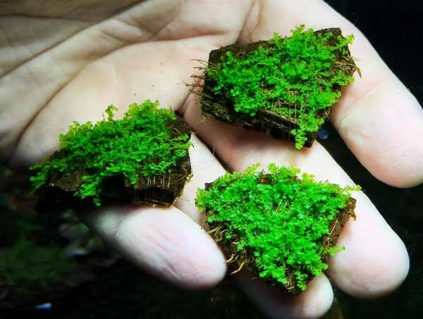 Bucephalandra Moss (Very Rare).