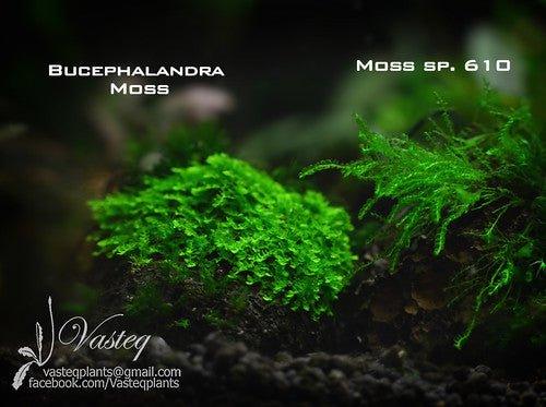 Bucephalandra Moss (Very Rare).