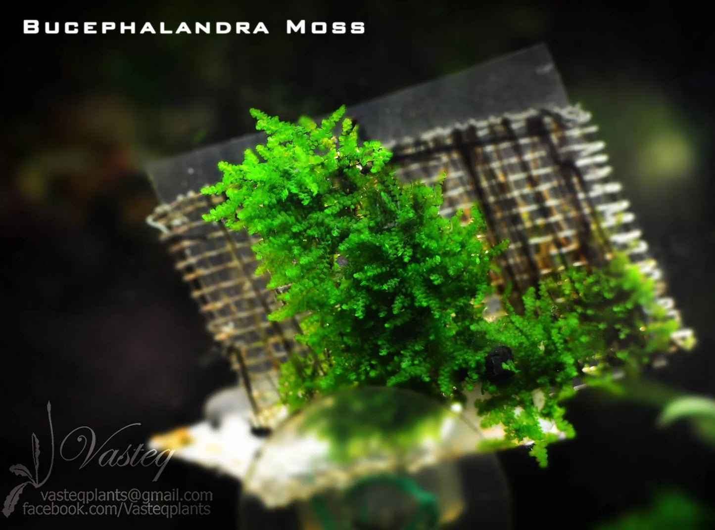 Bucephalandra Moss (Very Rare).