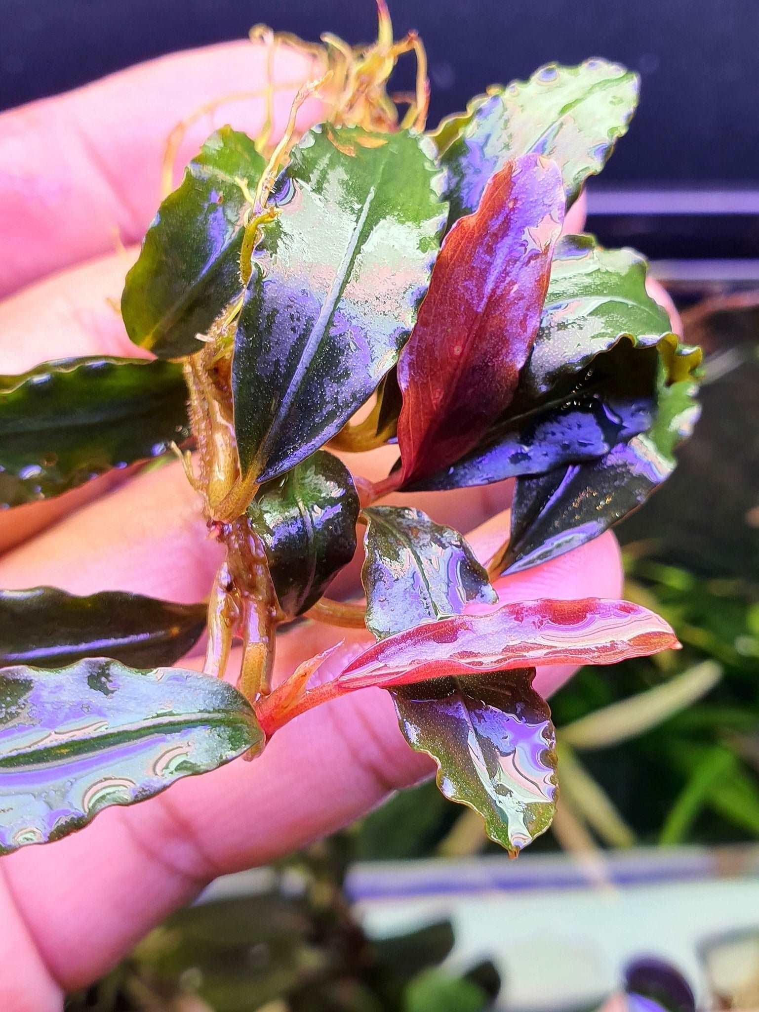 Bucephalandra Pandora Queen 2017 *Emerge Grown* (Super Rare).