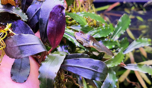 Bucephalandra Pandora Queen 2017 *Emerge Grown* (Super Rare).