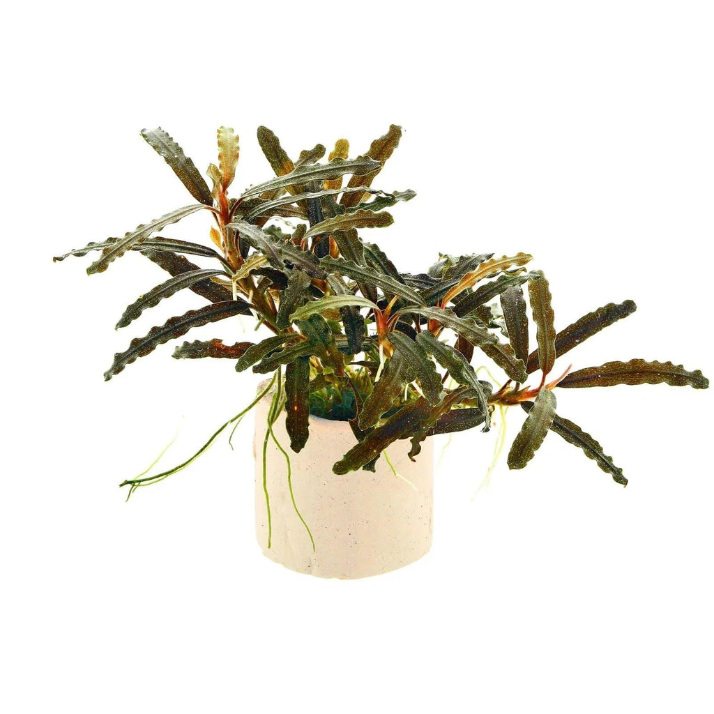 Bucephalandra Red Velvet (Super Rare).