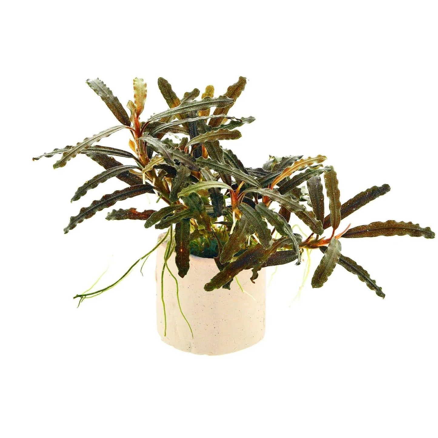 Bucephalandra Red Velvet (Super Rare).