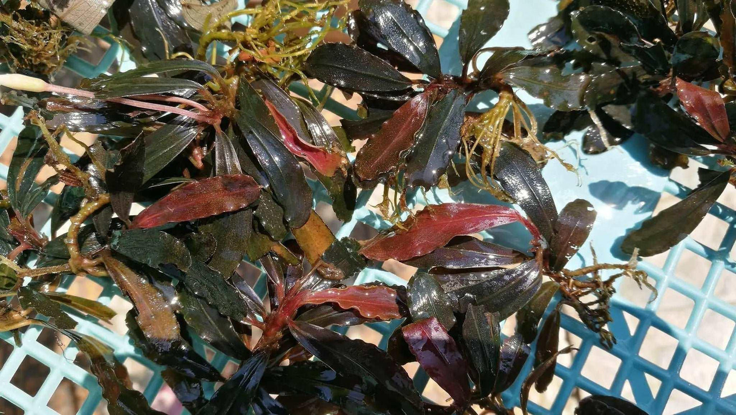 Bucephalandra Splendour Purple (Super Rare).