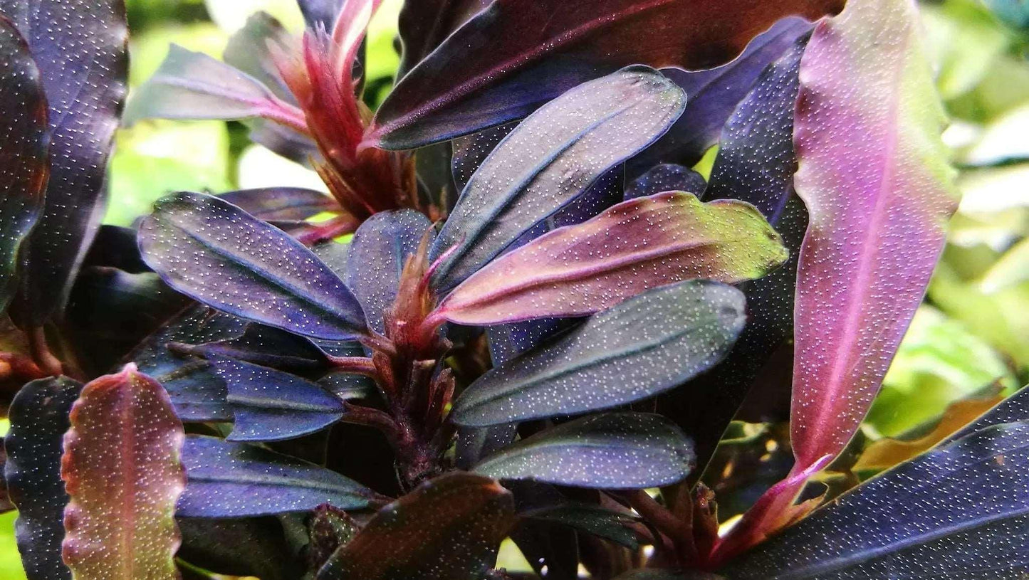 Bucephalandra Splendour Purple (Super Rare).