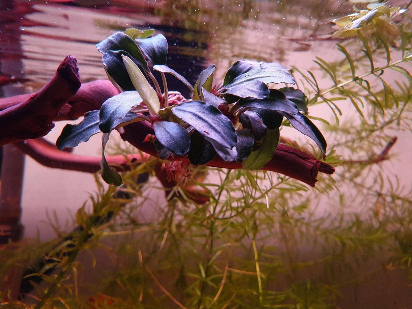 Bucephalandra Super Blue (Super Rare) - The Nature Gallery