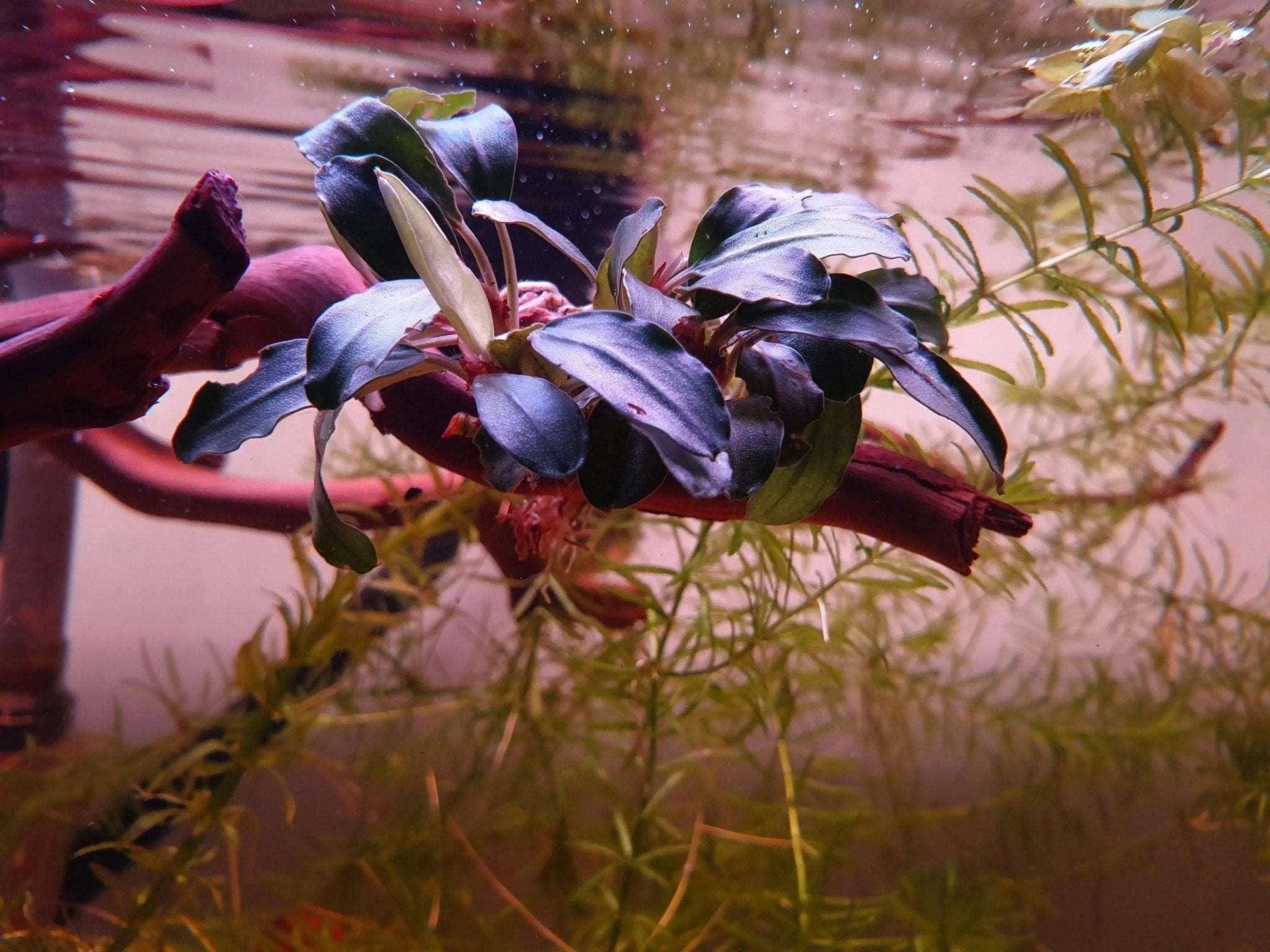 Bucephalandra Super Blue (Super Rare) - The Nature Gallery