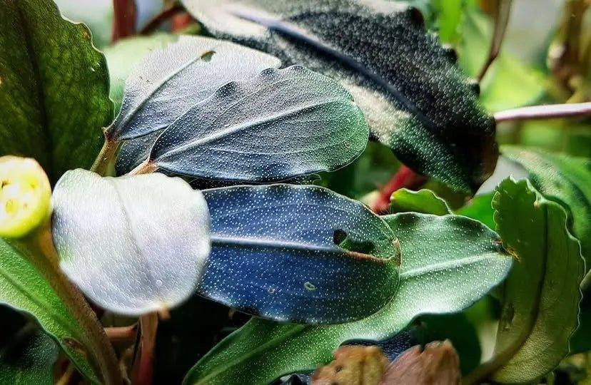 Bucephalandra Super Blue (Super Rare) - The Nature Gallery