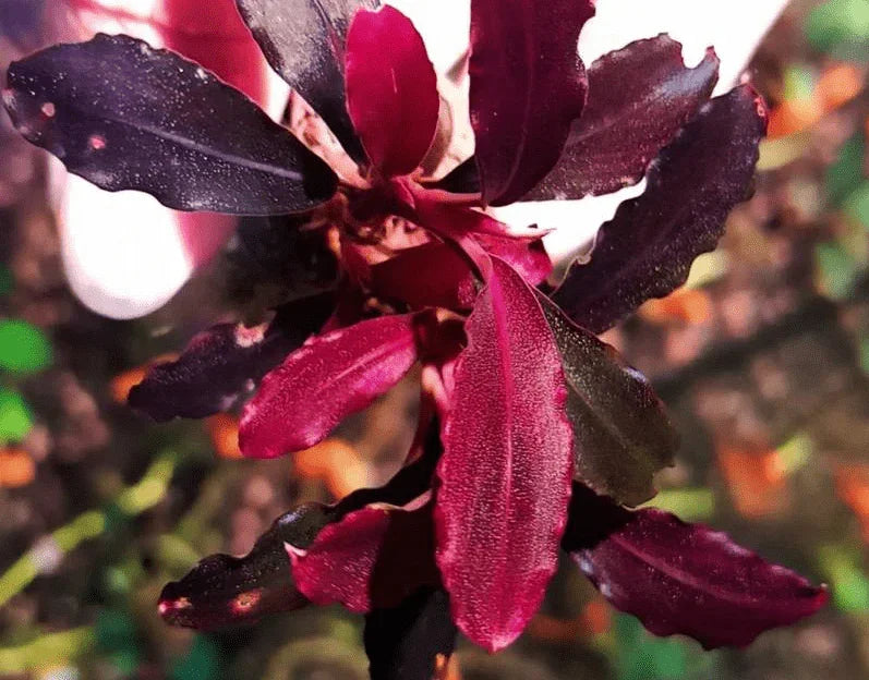Bucephalandra Upper Ghost *Emerge grown* (Super Rare).