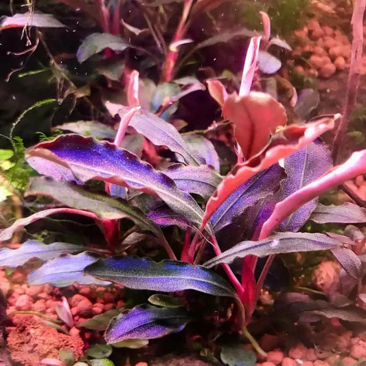 Bucephalandra Upper Ghost *Emerge grown* (Super Rare).