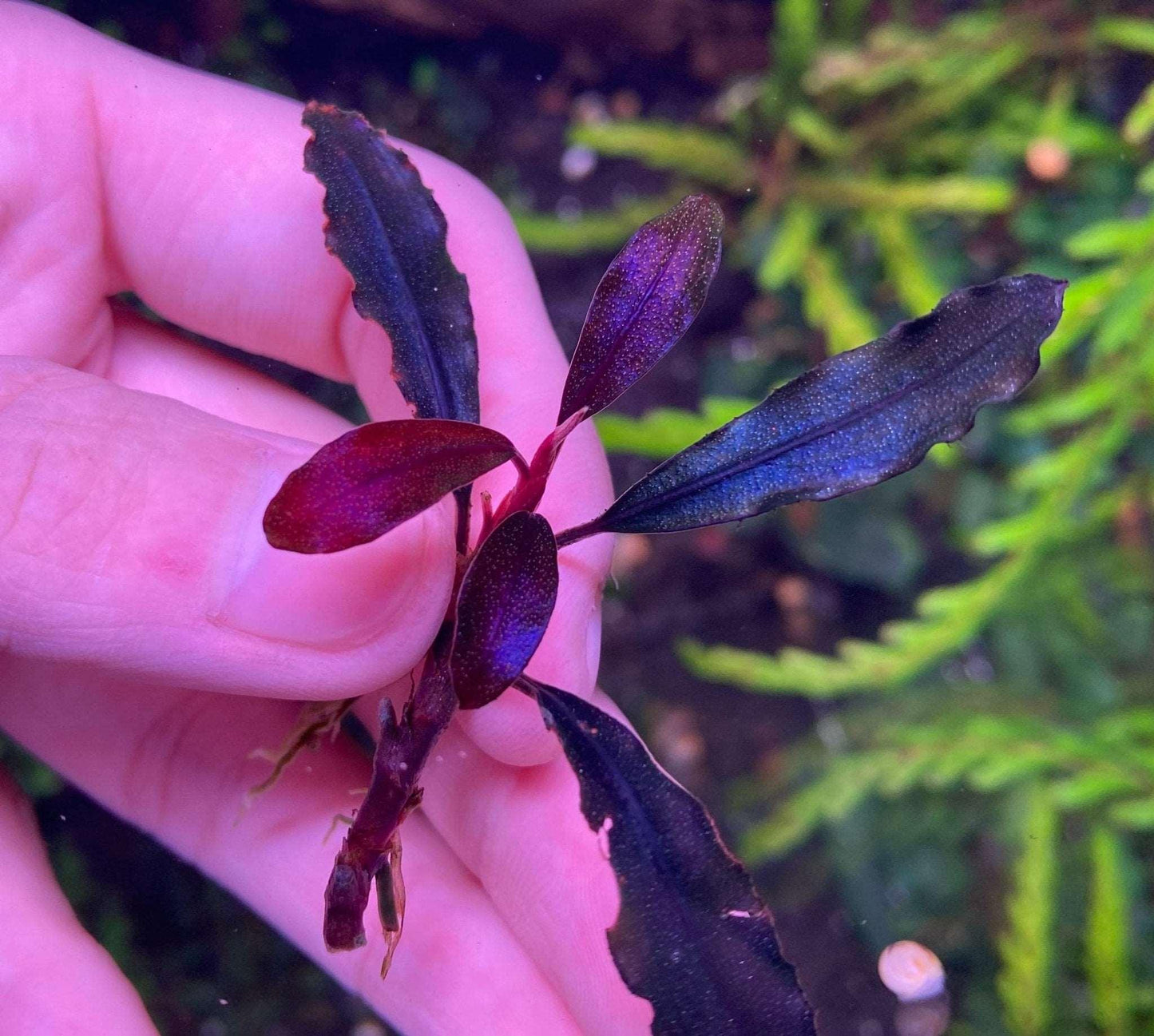 Bucephalandra Upper Ghost *Emerge grown* (Super Rare).