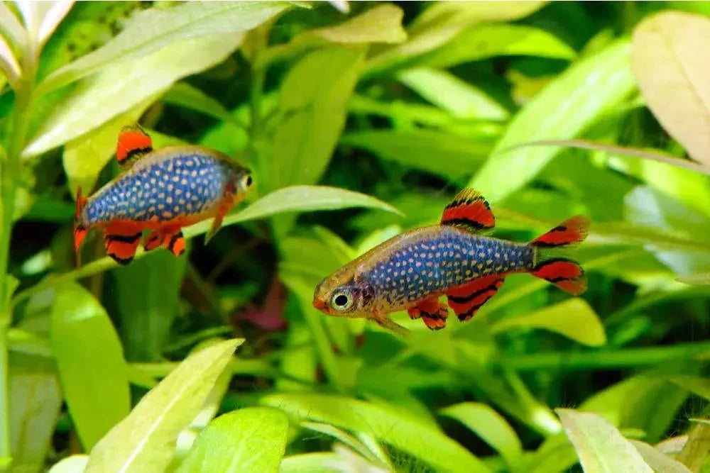 Celestial Pearl Danio (Rare) - The Nature Gallery