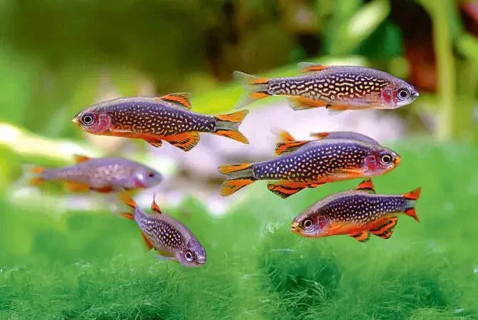 Celestial Pearl Danio (Rare) - The Nature Gallery