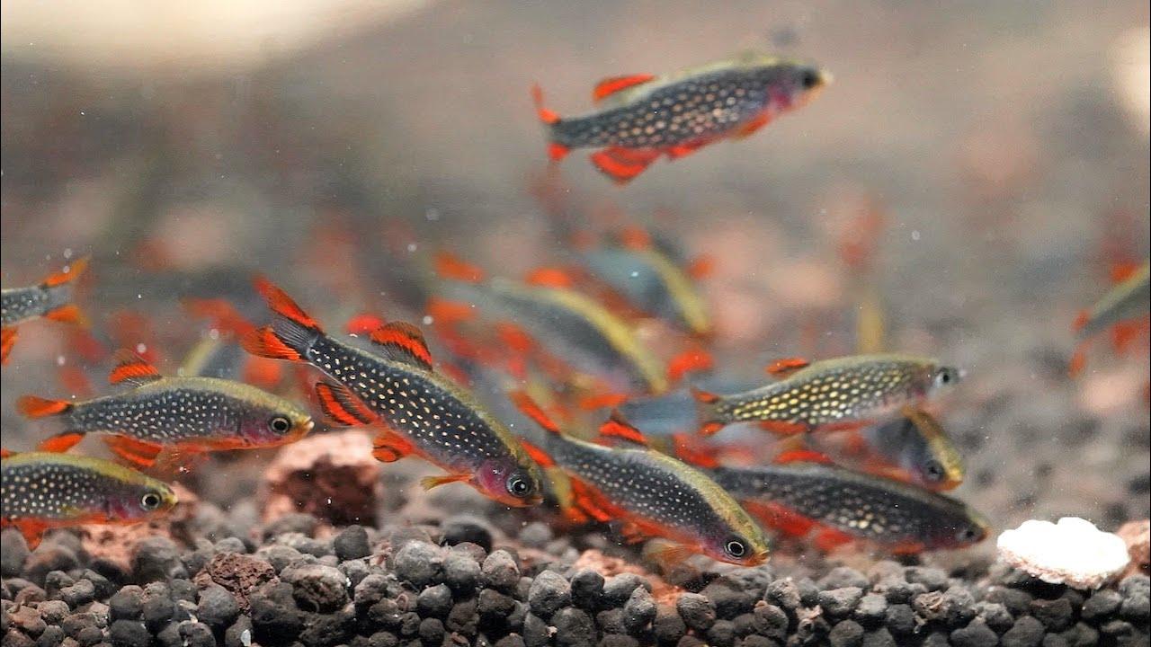 Celestial Pearl Danio (Rare) - The Nature Gallery