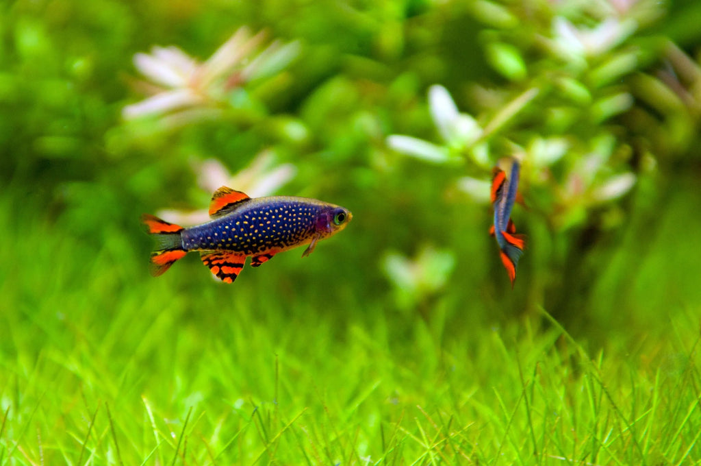 Celestial Pearl Danio (Rare) - The Nature Gallery