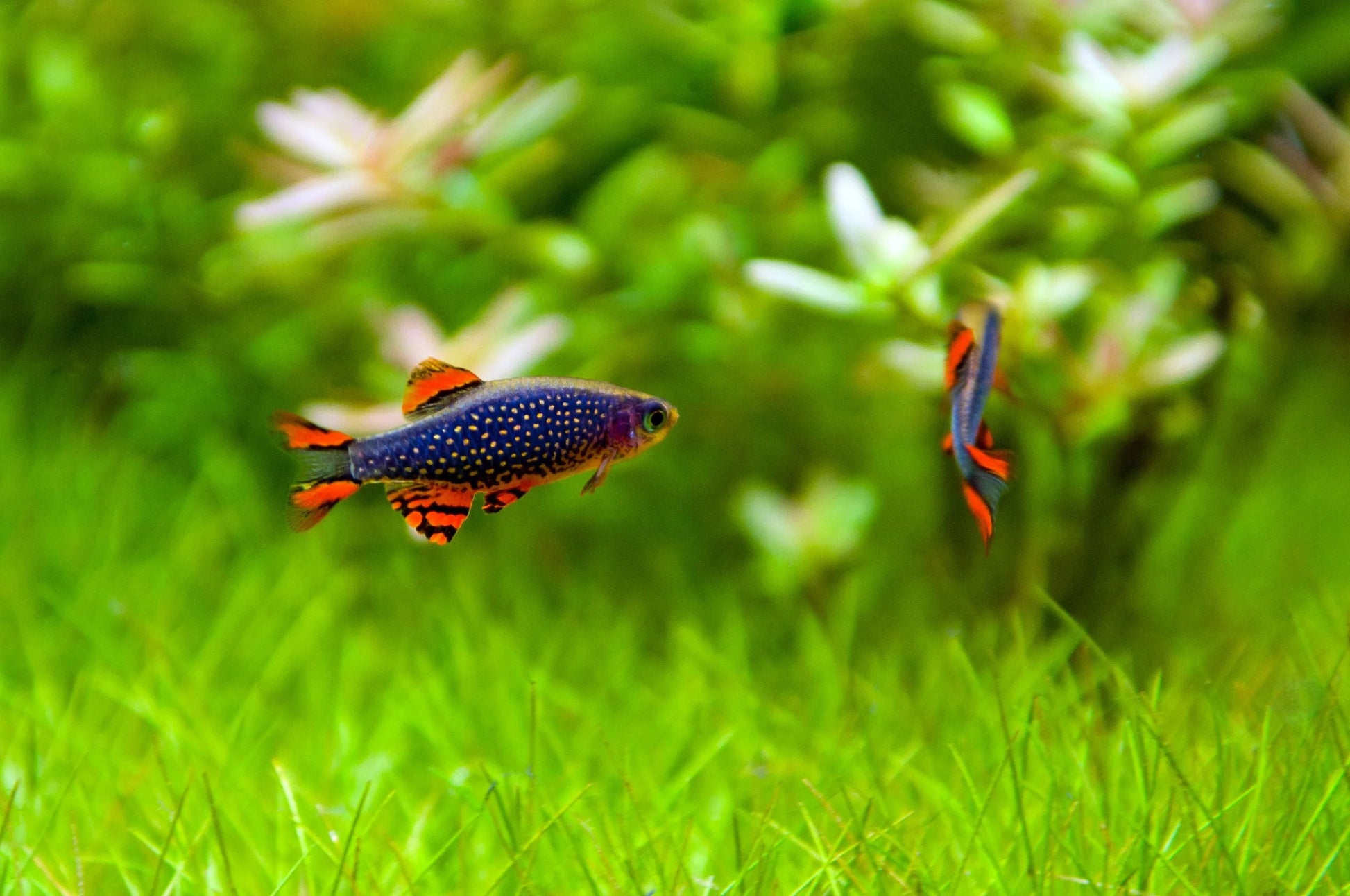 Celestial Pearl Danio (Rare) - The Nature Gallery