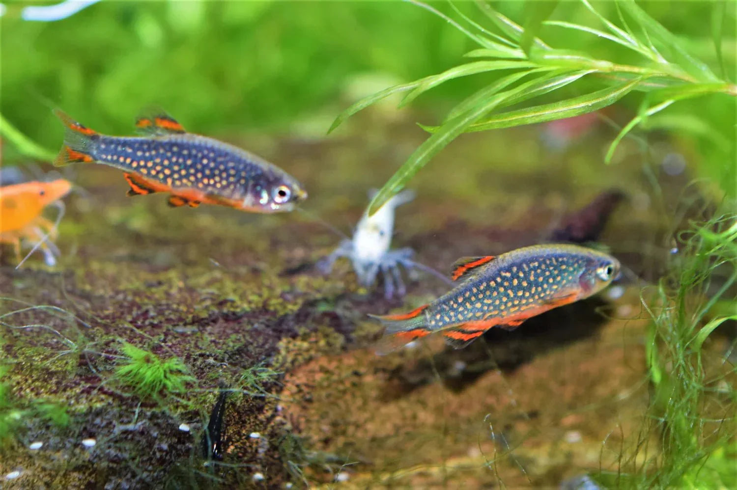 Celestial Pearl Danio (Rare) - The Nature Gallery