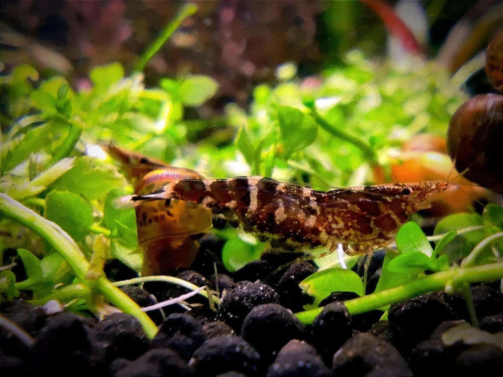 Chameleon/Ninja Shrimp (Caridina serratirostris).