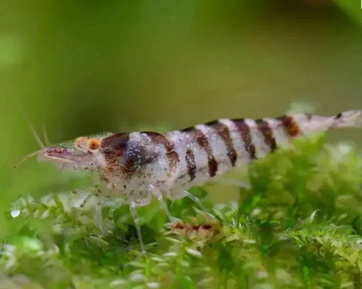 Chameleon/Ninja Shrimp (Caridina serratirostris).