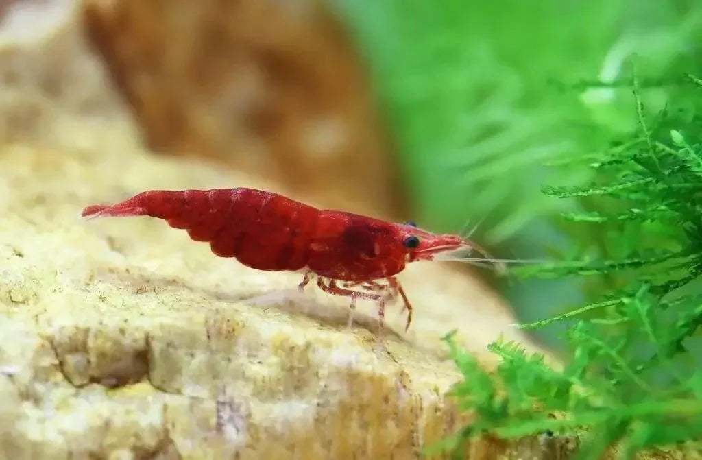 Cherry Shrimp 10 Pack.