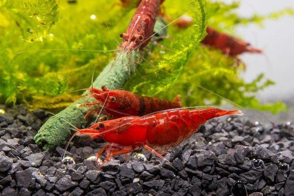 Cherry Shrimp 10 Pack.
