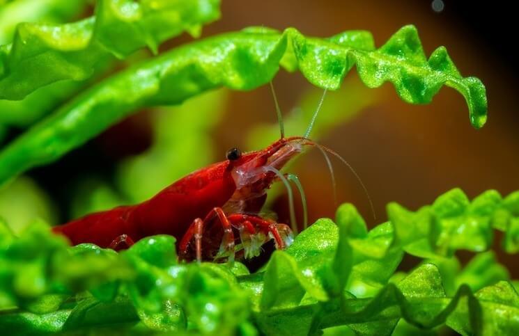 Cherry Shrimp 10 Pack.