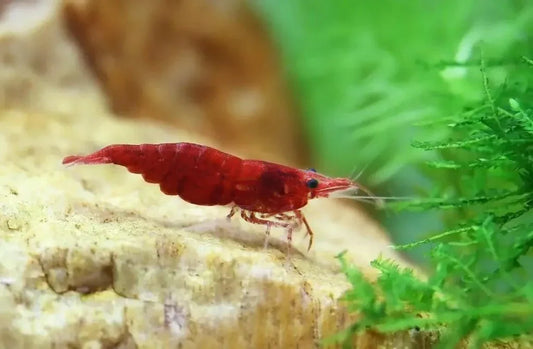 Cherry Shrimp (Sakura Grade).