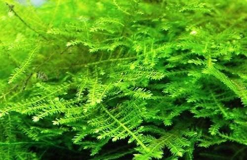 Christmas Moss (Vesicularia montagnei).