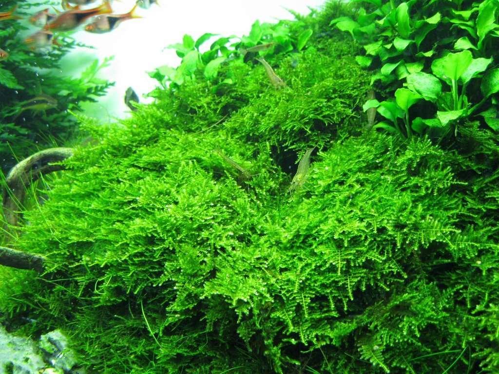 Christmas Moss (Vesicularia montagnei).