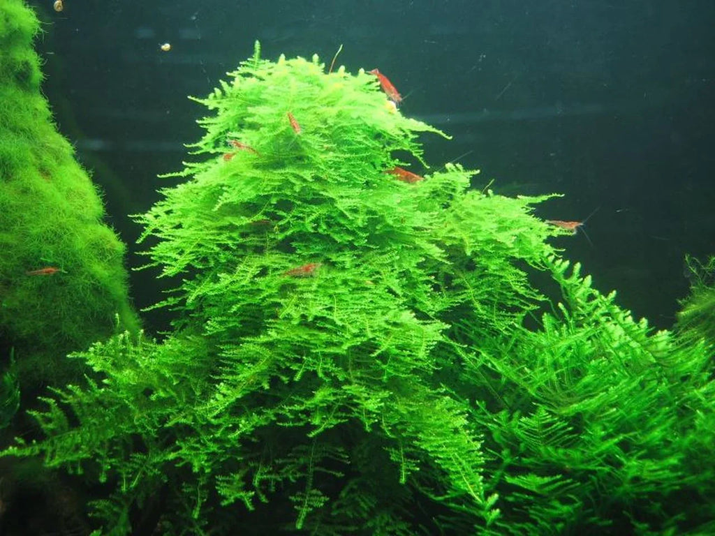 Christmas Moss (Vesicularia montagnei).