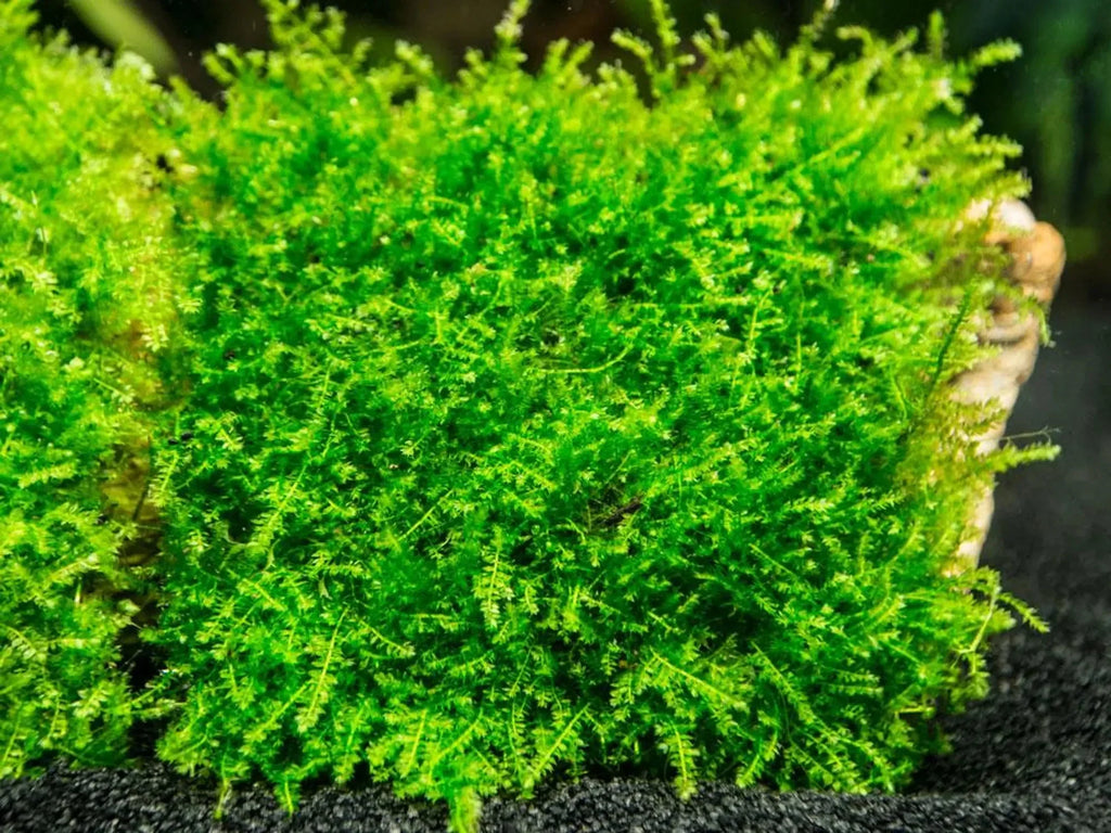 Christmas Moss (Vesicularia montagnei).