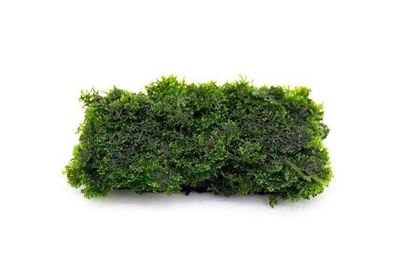 Coral Moss Mini Pellia (riccardia chamedryfolia) (Rare).