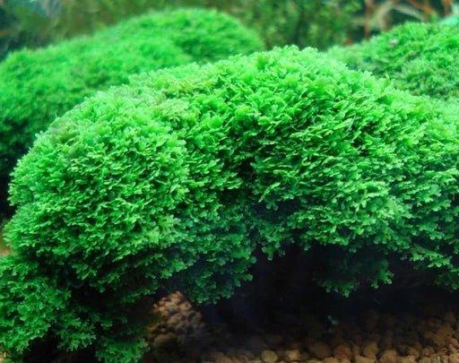 Coral Moss Mini Pellia (riccardia chamedryfolia) (Rare).