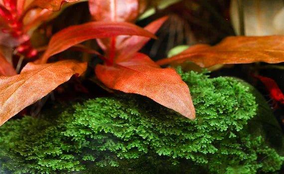 Coral Moss Mini Pellia (riccardia chamedryfolia) (Rare).