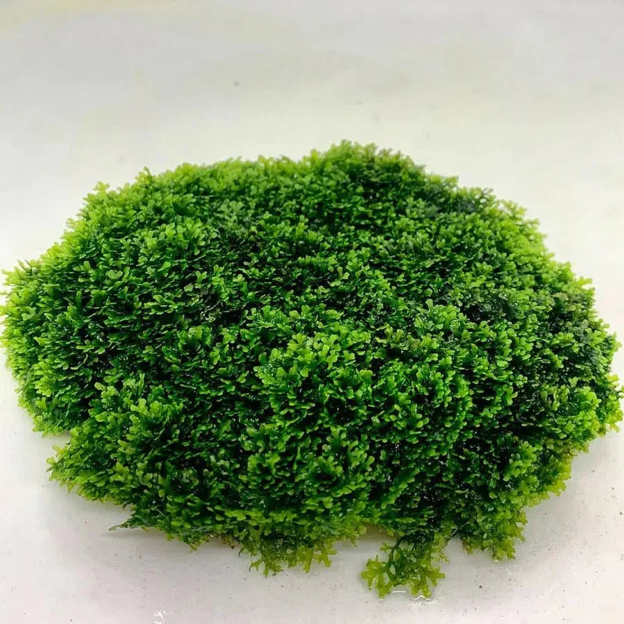 Coral Moss Mini Pellia (riccardia chamedryfolia) (Rare).