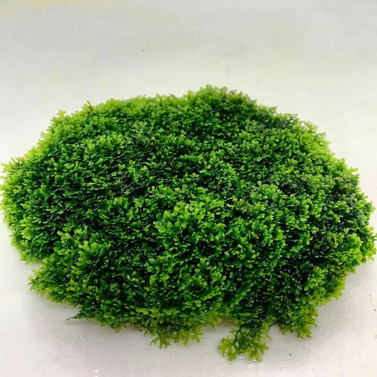 Coral Moss Mini Pellia (riccardia chamedryfolia) (Rare).