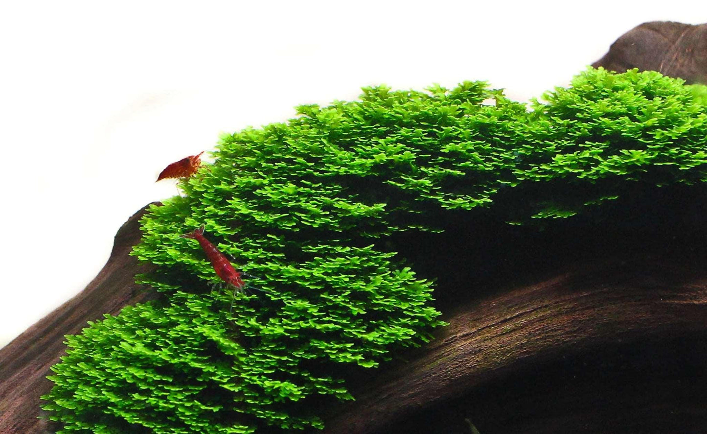 Coral Moss Mini Pellia (riccardia chamedryfolia) (Rare).