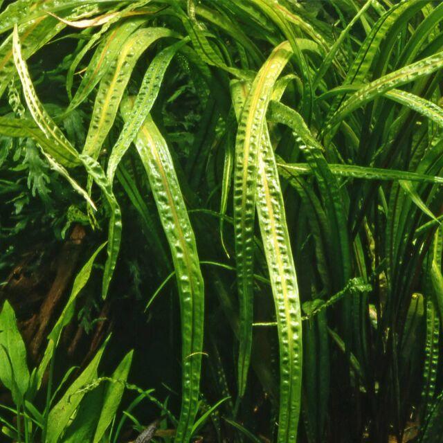 Cryptocoryne Crispatula var. balansae.