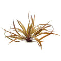 Cryptocoryne Crispatula var. balansae.
