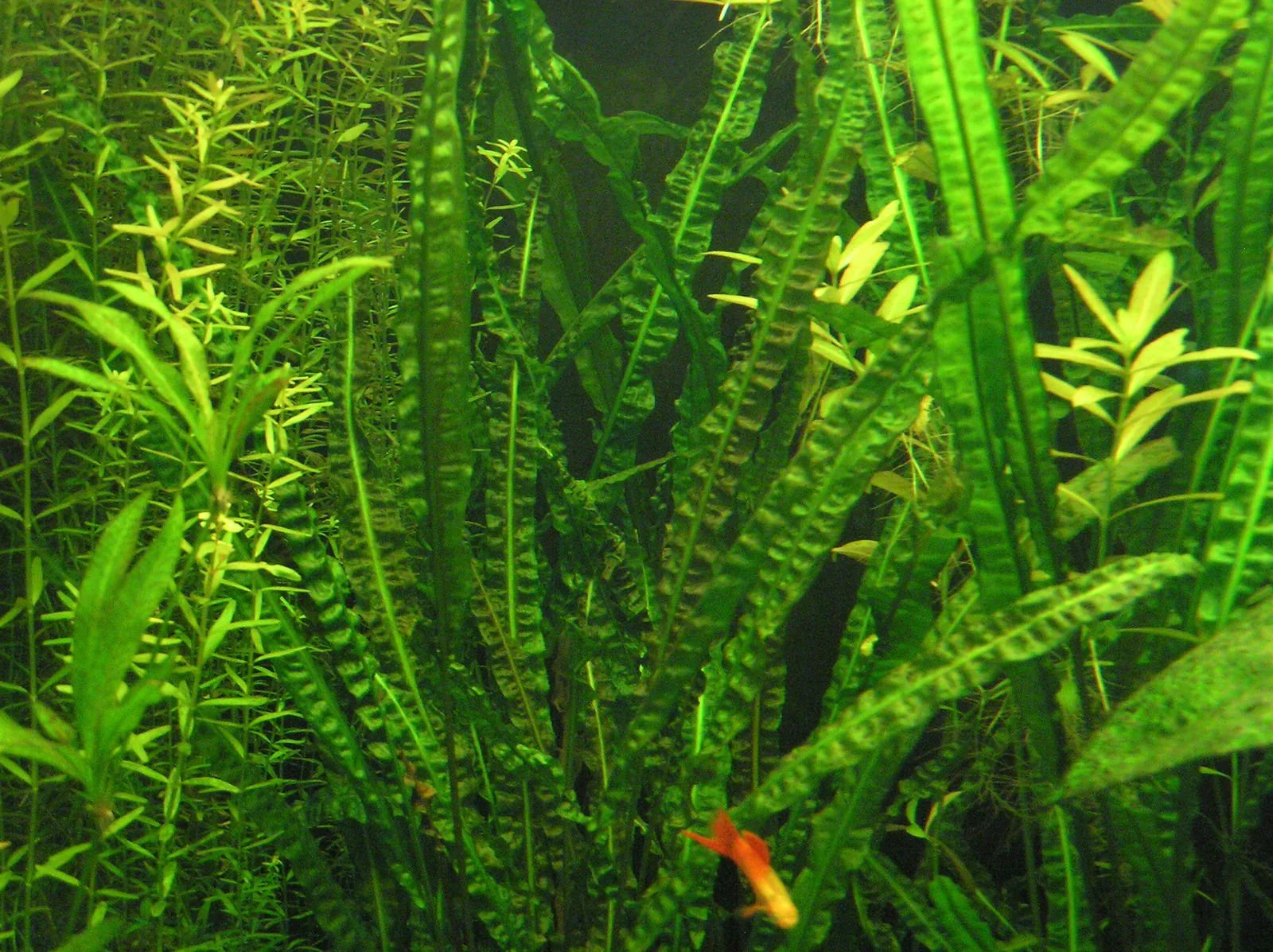 Cryptocoryne Crispatula var. balansae.