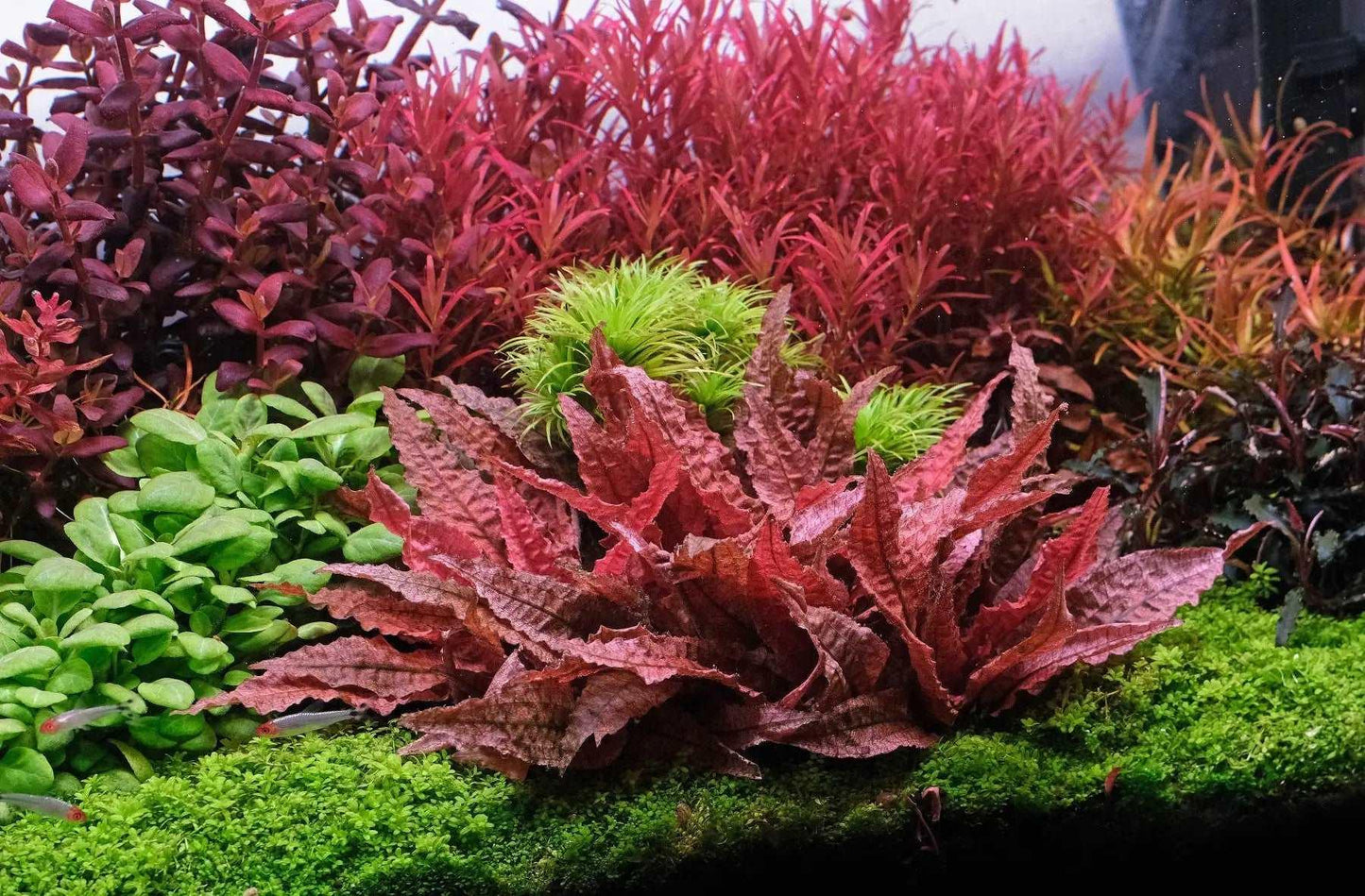 Cryptocoryne Flamingo (Rare) - The Nature Gallery