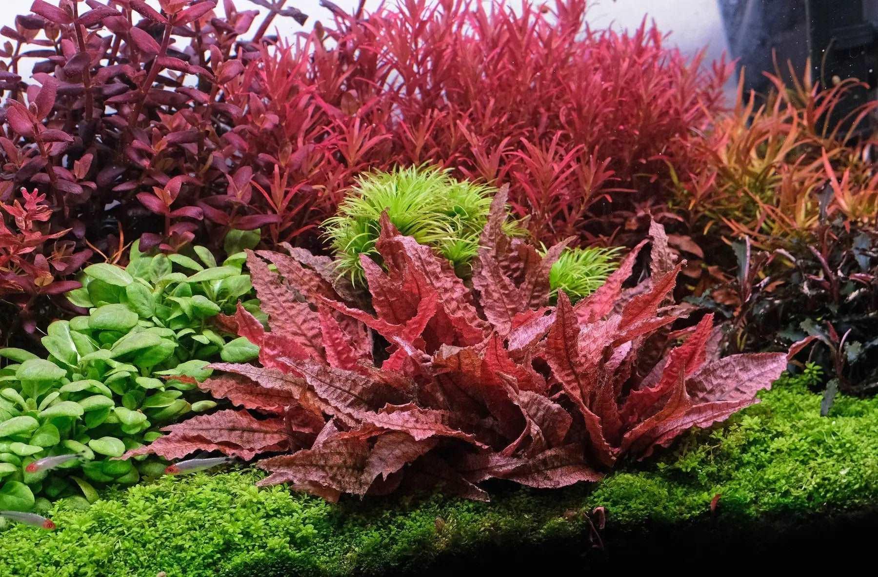 Cryptocoryne Flamingo (Rare) - The Nature Gallery
