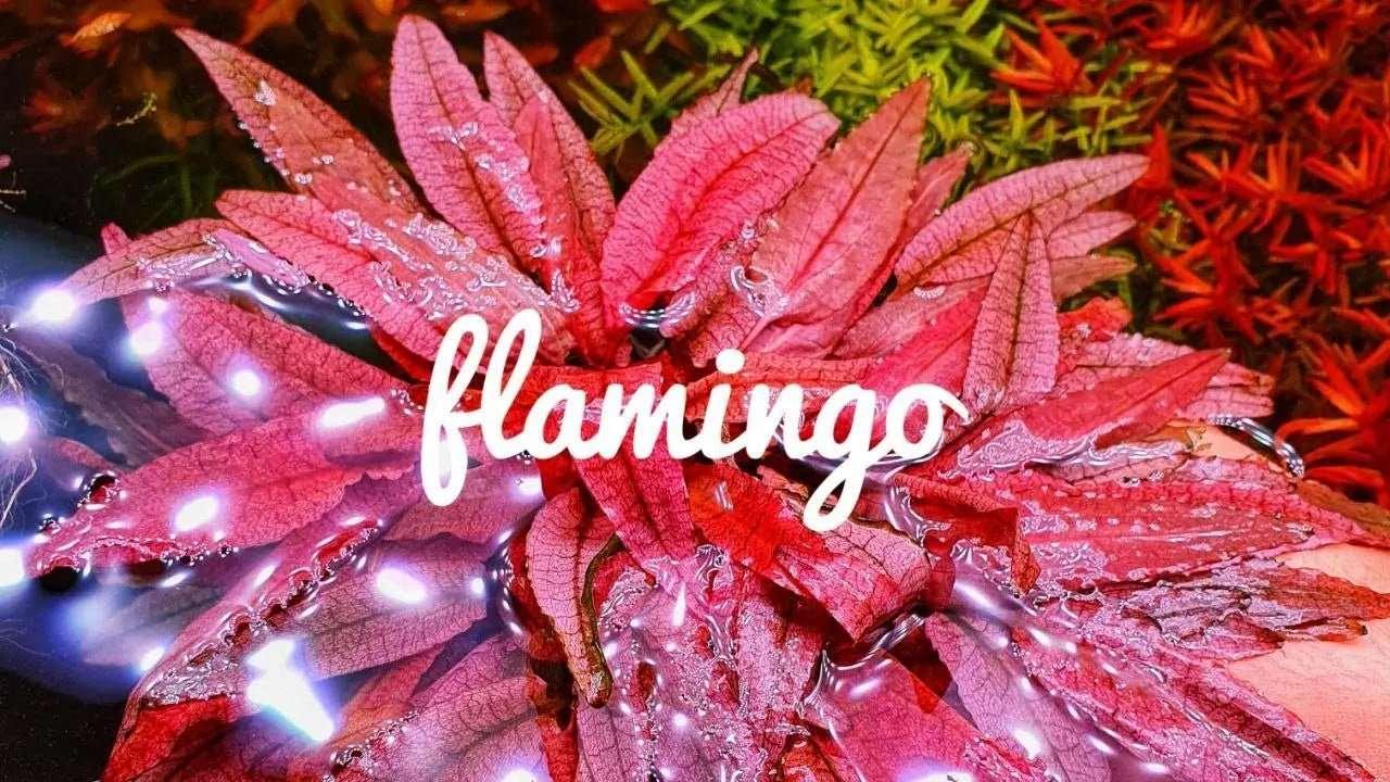 Cryptocoryne Flamingo (Rare) - The Nature Gallery